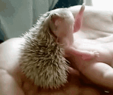 Cute Animals Hedgehog GIF - Cute Animals Hedgehog Lick GIFs