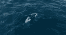 Dolphin From Http://Headlikeanorange.Tumblr.Com/ GIF - Dolphin Swim Ocean GIFs
