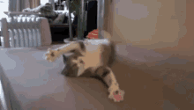 Scared Cat GIF - Cat Scared Flailing GIFs