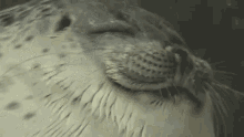 Seal Peek GIF - Seal Peek Sleep GIFs