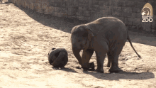 Elephant Ball GIF - Elephant Ball Cute GIFs