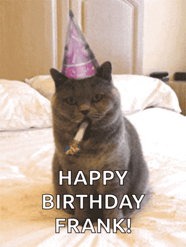 best cat memes birthday