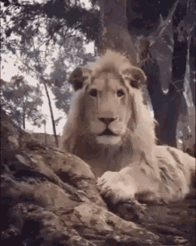 Lion Exploring GIF