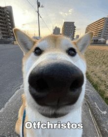 a close up of a dog 's nose with ottfchristos written on the bottom
