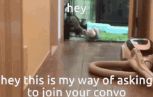 Ferret Can I Join Ur Convo GIF