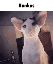 Honkus Cat GIF - Honkus Cat Scrunkly GIFs