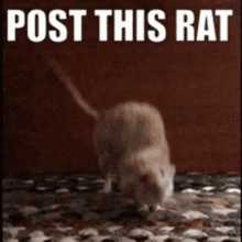 Ratte GIF - Ratte GIFs
