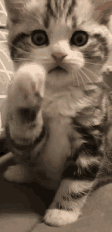 Screen Kitten GIF - Screen Kitten Knock GIFs