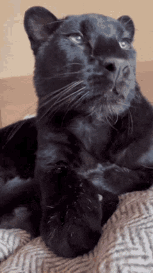 Black Leopard Panther GIF