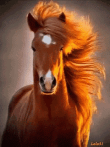 stay cool hair horse wind effect animal