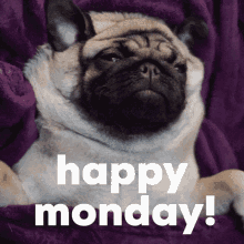 Pug Monday GIF