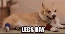 Leg Day Dog GIF - Leg Day Dog Legs Day GIFs