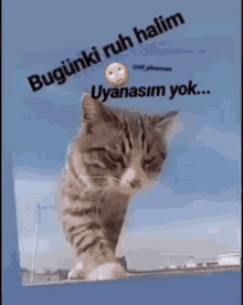 Huseyin Kaykil Cat GIF - Huseyin Kaykil Cat Stare GIFs