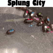 Splung City The Splung GIF - Splung City Splung The Splung GIFs