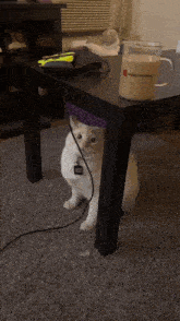 Cat Jumps Care GIF - Cat Jumps Care Jumping GIFs