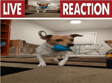 a dog is running with a blue ball under a live reaction banner