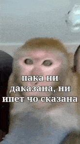 a close up of a monkey 's face with a caption in a foreign language