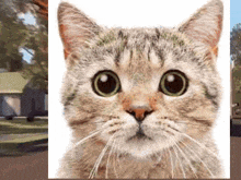 a close up of a cat with green eyes