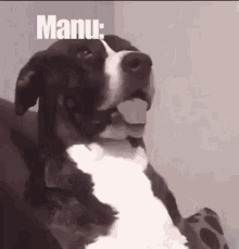 Manu Day Best Reaktion GIF - Manu Day Best Reaktion Dog GIFs