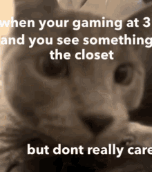 a close up of a cat with the words " when your gaming at 2 and you see something in the closet but dont really care "