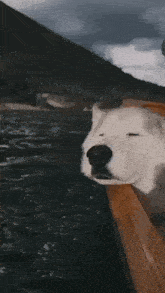 a dog is sticking its head out of a boat while a person holds a yellow paddle .