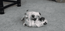 Dogs Playtime GIF - Dogs Playtime Pugs GIFs
