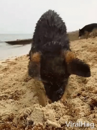 untitled.gif