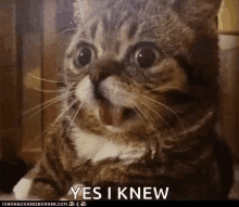 Yes I Knew Cats GIF - Yes I Knew Cats Animals GIFs