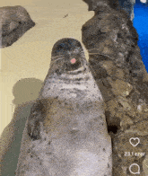 a seal with its tongue out is standing on a rocky shoreline