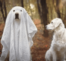 Halloween Dogs Halloween Sheets GIF - Halloween Dogs Halloween Sheets GIFs