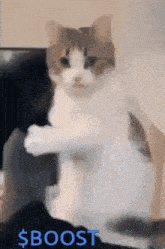 a cat is standing on its hind legs and the word boost is on the bottom of the image