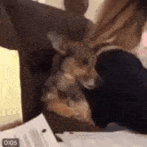 a dog is sitting on a woman 's lap in a video .