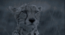 Cheetah Shivering In The Rain GIF - Cheetah Rain Animals GIFs