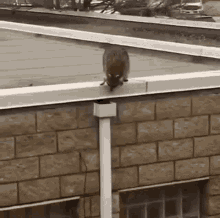 Raccoon Pipe GIF