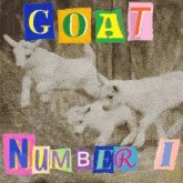Number I Numberi GIF - Number I Numberi Goat GIFs