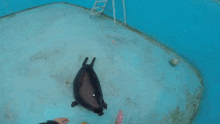 a close up of a fish swimming in a swimming pool .