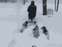 Snow Dogs Snow Day GIF
