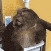 a close up of a monkey sitting in a white box .