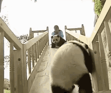 panda baby panda panda on slide hey there slide