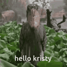 Hello Shoebill Kristy GIF - Hello Shoebill Kristy Hello Kristy GIFs