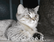 I Dont See It Where GIF - I Dont See It Where Cat GIFs