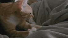 Cat Making Biscuits Kneading GIF - Cat Making Biscuits Kneading Knead GIFs
