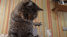 кот Cat GIF - кот Cat Owl GIFs