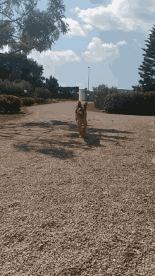 Dog Happy GIF - Dog Happy Running GIFs
