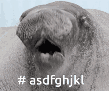 Dont Understand Seal GIF - Dont Understand Seal Reaction GIFs
