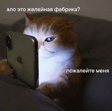 a cat is looking at a cell phone with a caption in another language