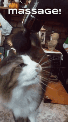 Ragdoll Cat Cat Massage GIF - Ragdoll Cat Cat Massage Massage GIFs