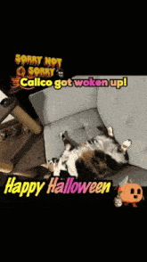 a calico cat is laying on its back on a couch with a halloween greeting