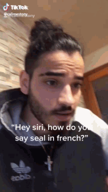 Seal In French Hey Siri How Do You Say GIF - Seal In French Hey Siri How Do You Say Phoque GIFs