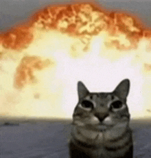 a cat is standing in front of a huge explosion .